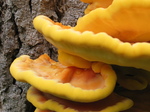 28112 Detail Big Yellow Mushrooms on Tree - Sulfur Shelf (Laetiporus sulphureus).jpg